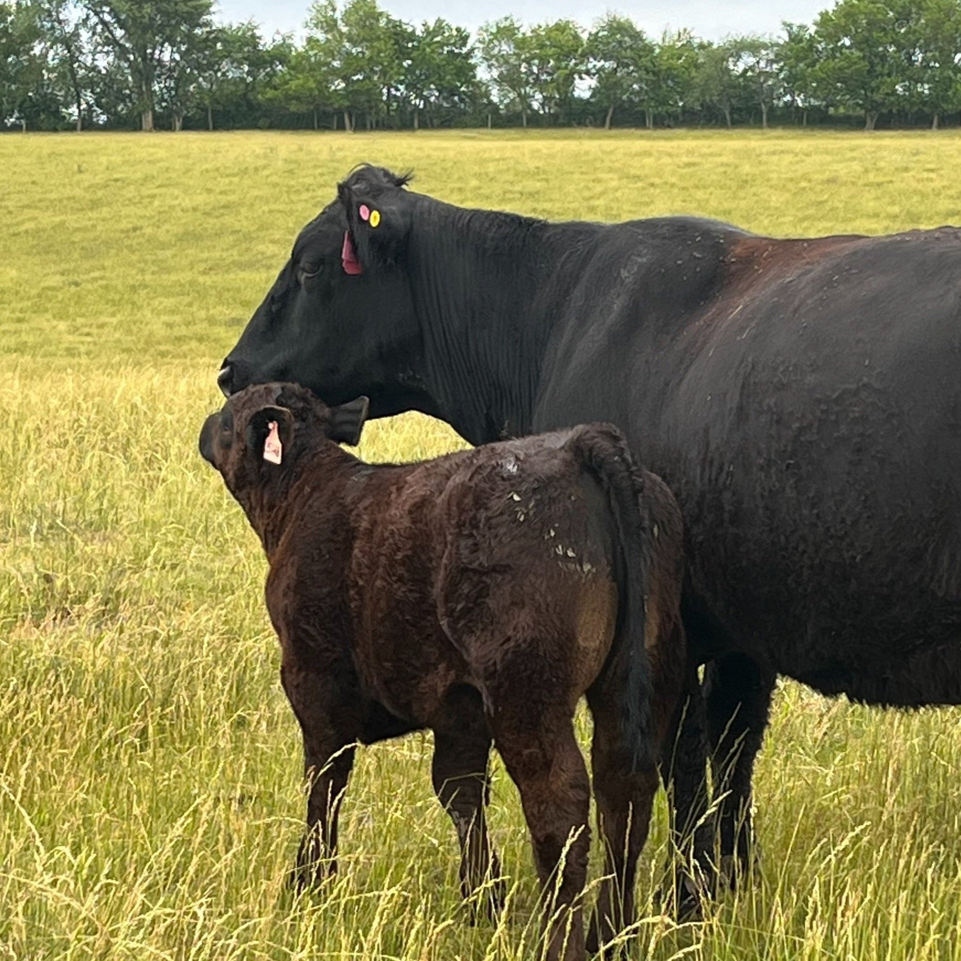 A black cow and a brown calf standing in a grassy field, showcasing a nurturing moment between the two animals. The cow has identification tags on its ear, highlighting its role in cattle farming and livestock management.