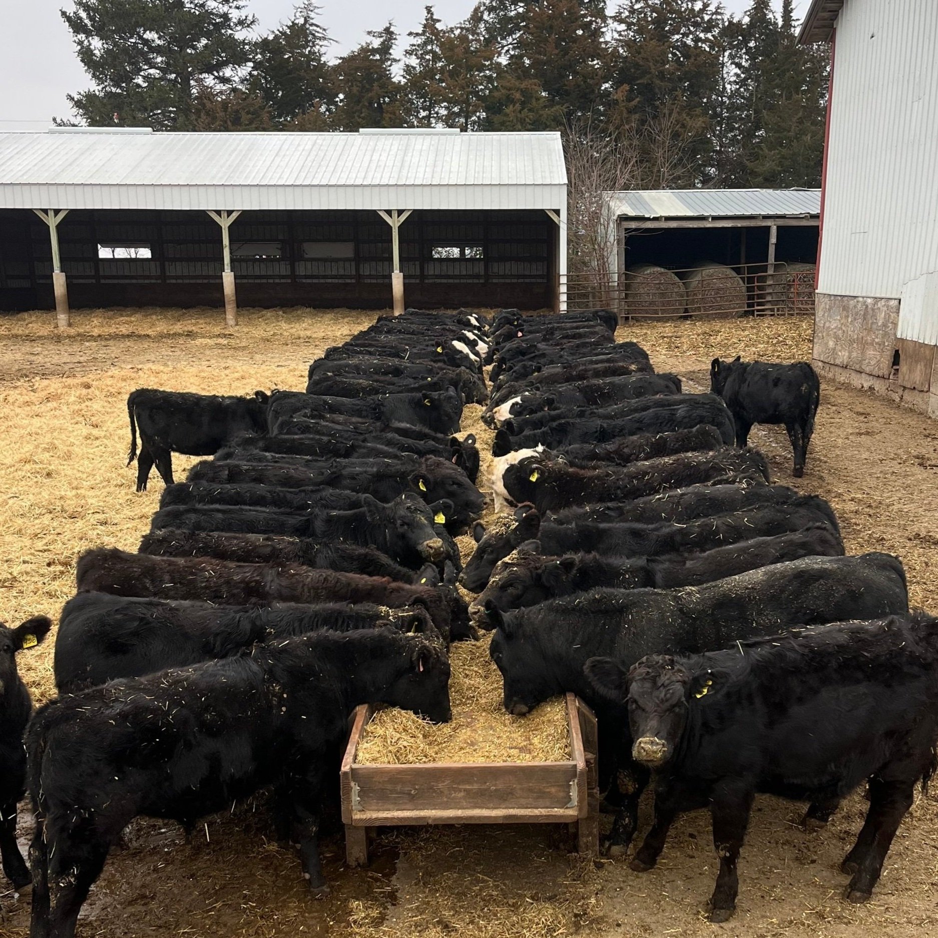 A herd of black cattle feeding at a trough in a barnyard, with a metal-roofed shelter in the background and hay bales visible. The scene captures the agricultural setting and livestock management practices on a farm.